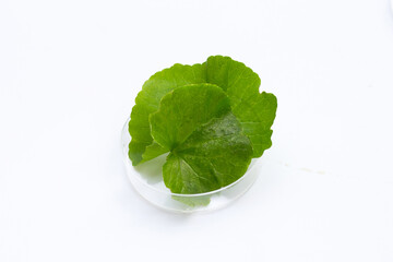Fresh leaves of gotu kola in petri dish on white background.