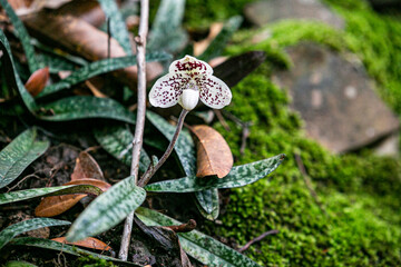 Lady's slipper orchid in the forest