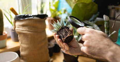 Examination of root systems and roots