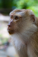 close up of a macaque