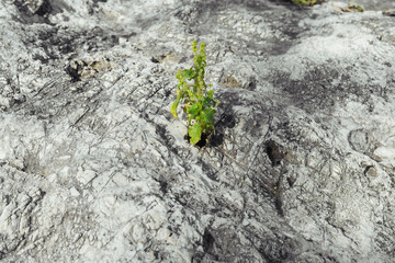 a flower grows in stone, the revival of a new life, there is a place 