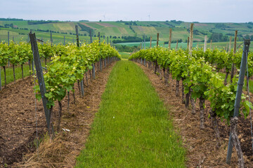 Fototapeta na wymiar Looking through rows of flowering vines in a vineyard in Rheinhessen/Germany in early summer
