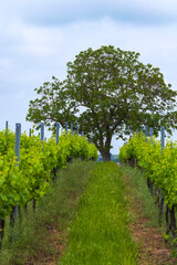 Fototapeta na wymiar Looking through rows of vines in a vineyard to a tree in Rheinhessen/Germany in early summer