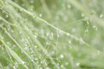 dew on grass