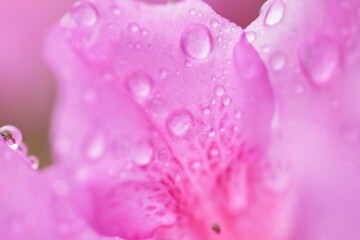 pink water drops