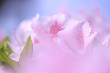 Fototapeta na wymiar pink tulip flowers
