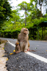 japanese macaque sitting on a rock