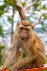 japanese macaque sitting on a tree