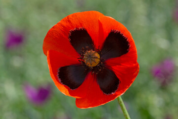 wild poppy flower in green grass
