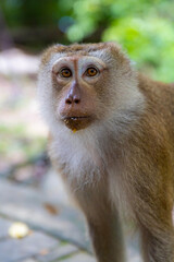 portrait of a macaque