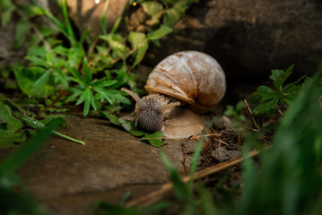 A snail in the woods after the rain. Family Vacation Walk Weekend