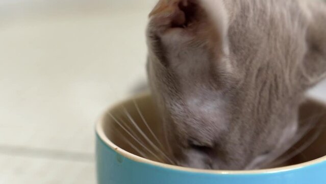 an Oriental cat eats food from a bowl. Siam-Oriental cat breed. cattery. pet products, feed and vitamins. veterinary clinic.