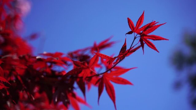 Red japanese momiji maple leaves and branches with sunlight in Autumn season