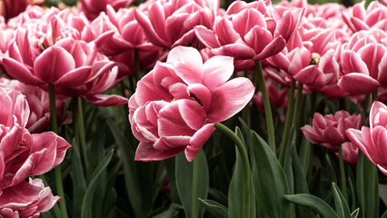 beautiful field of tulip flowers closeup. Pretty desaturated composition of blooming tulips in the garden.