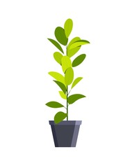 Green houseplant in a pot, home interior decoration in minimal scandinavian style. Vector illustration in flat style