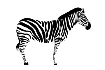 Vector illustration of zebra. Symbol of wild animal of Africa and zoo.