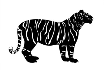 Vector illustration of tiger. Symbol of wild animal of Africa and zoo.