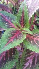 fern leaves, good for wallpaper and background