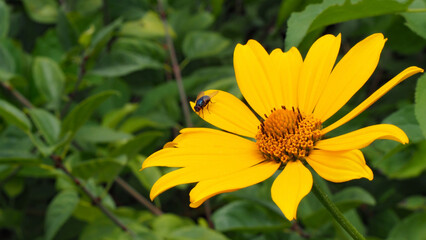 Close-up of a housefly resting on the yellow flower petal of an oxeye sunflower plant with a blurred background.