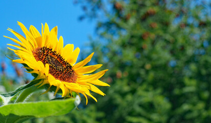 Close-up side view of a sunflower growing in a garden with a blurred sky and pine tree in the background.