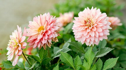 three beautiful dahlias of delicate pink color in the garden with green leaves