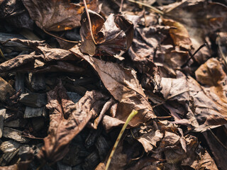 leaves on the ground