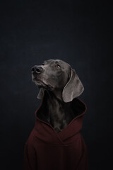 portrait of a weimaraner dog in the background
