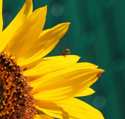 Close-up of a tiny insect resting on the yellow flower petal of a sunflower plant that is growing in a garden on a warm summer day with a blurred green background.