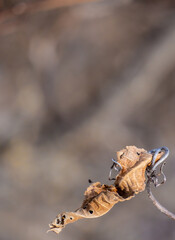 Close-up of a dried wilted leaf hanging from a vine plant  in the forest on a cold january day with a blurred brown background.