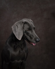 portrait of a weimaraner dog in the background
