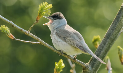 Blackcap singing