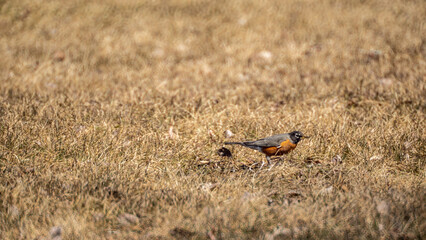 Close-up of an american robin foraging for food in the short grass in a field on a warn spring day in april with a blurred field in the background.	