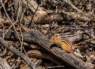Close-up of a chipmunk resting on an old fallen tree branch in the forest on a warm sunny spring day in april with a blurred background.