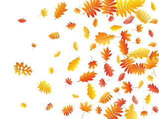 Obraz premium Oak, maple, wild ash rowan leaves vector, autumn foliage on white background.
