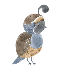 Watercolor quail illustration for kids - obrazy, fototapety, plakaty