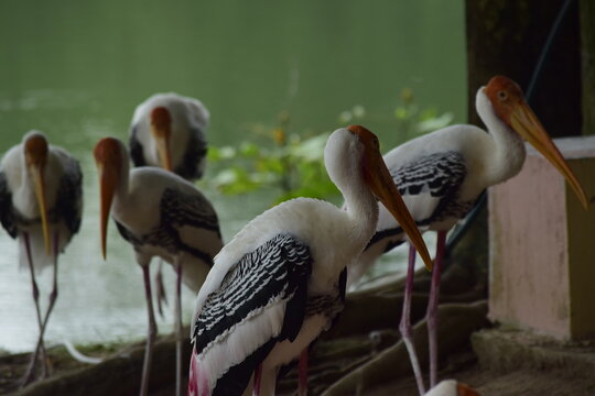Many painted storks stood near the river.