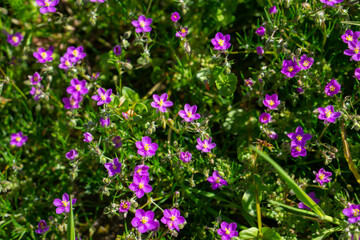 Obraz premium Violet, purple or pink star-shaped flowers of red sandspurry (Spergularia rubra, red sand-spurrey). Macro shot with selective focus. 