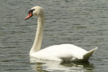 Schwan im Wasser