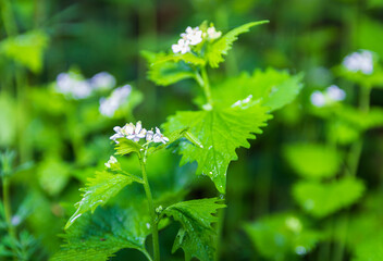 Fototapeta na wymiar White dead nettle herb plant, lamium album with blured background