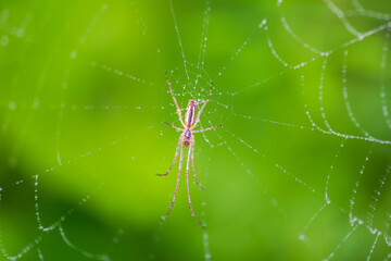 Bottom of tiny spider sitting in middle of cobweb with dew water drops and blured green background. Macro photo