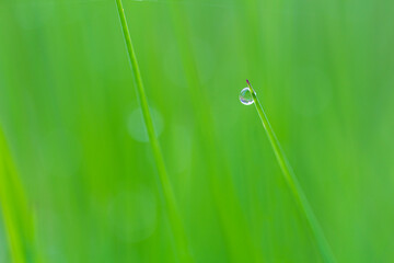 Macro photo of raindrop, dew on grass stem. Clear nature background