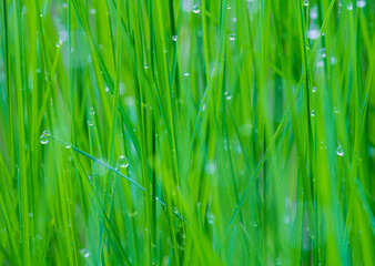 Fototapeta na wymiar Macro photo of raindrop, dew on grass stem. Clear nature background