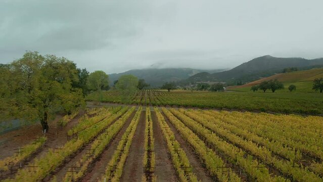 Amazing vast plantation of grape at kunde vineyard sonoma valley, California