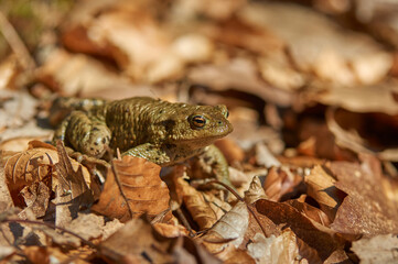 A frog on the ground among old, braun, semi mouldered leafs in short depth of focus on a sunny day