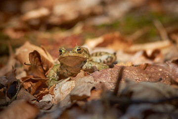 A frog on the ground among old, braun, semi mouldered leafs in short depth of focus on a sunny day