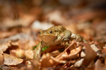 A frog on the ground among old, braun, semi mouldered leafs in short depth of focus on a sunny day