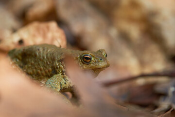 A frog on the ground among old, braun, semi mouldered leafs in short depth of focus on a sunny day