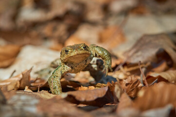 A frog on the ground among old, braun, semi mouldered leafs in short depth of focus on a sunny day