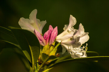 blooming white rhododendron flowers on a background of green leaves