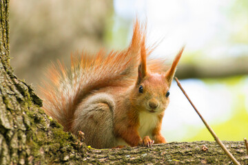 smiling curious squirrel sits on a branch and watches